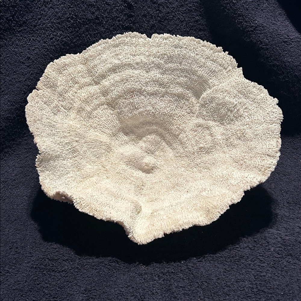 Coral, Natural Cup or Bowl Coral in excellent to pristine condition. Large 11”
